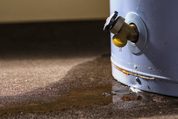 Best Mold removal after water damage  in Buffalo, MN