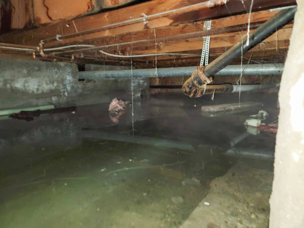 Best Carpet water damage restoration  in Buffalo, MN