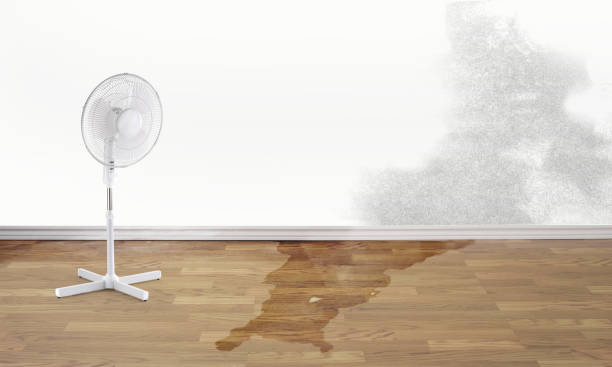 Best Water damage restoration near me  in Buffalo, MN